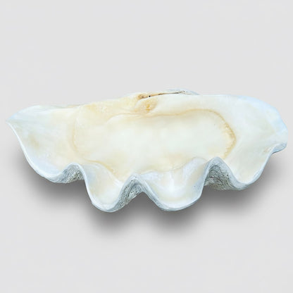 Tridacna gigas - Giant clam half A-Grade (71cm)