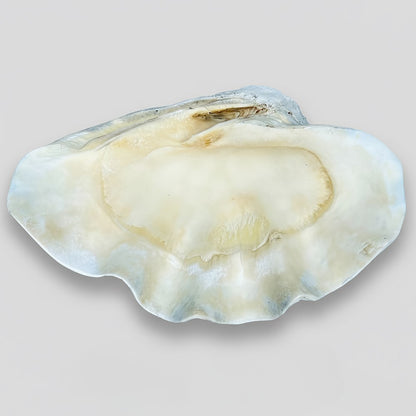 Tridacna gigas - Giant clam half A-Grade (71cm)
