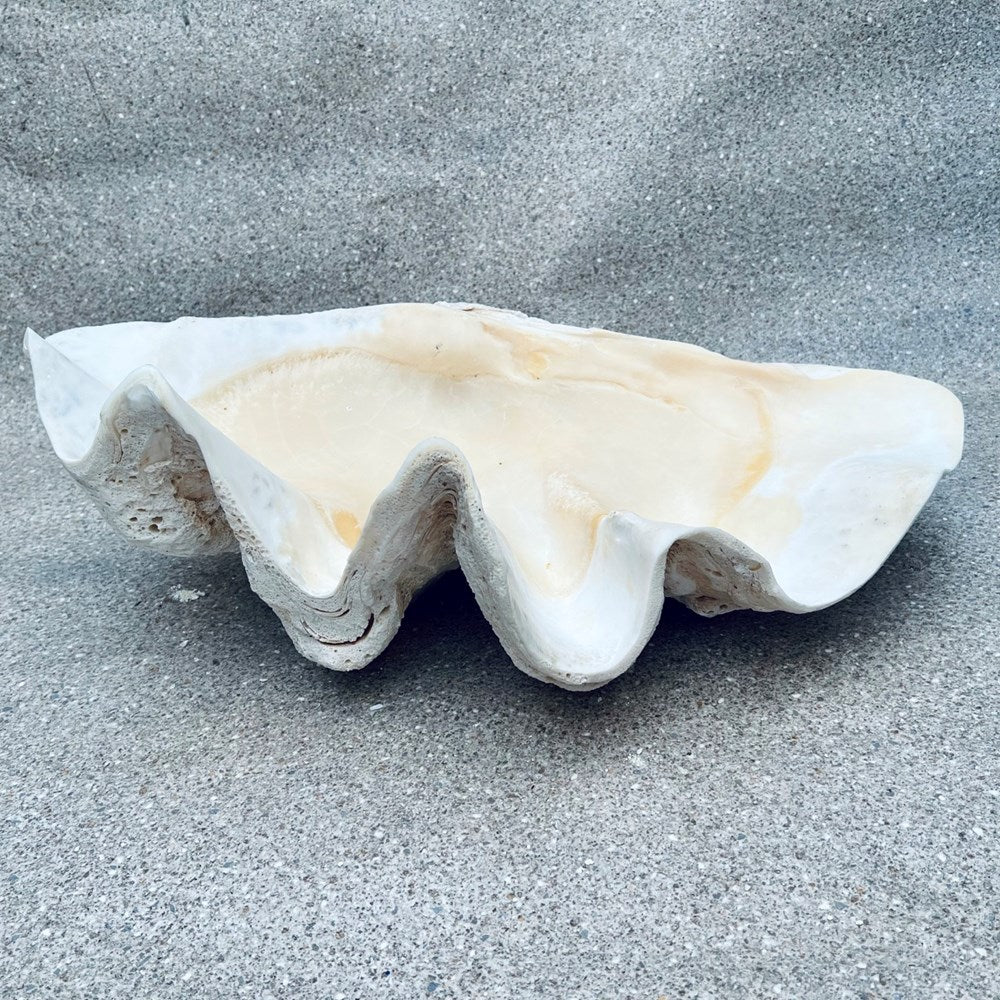 Tridacna gigas - Giant clam half B-Grade (73cm)