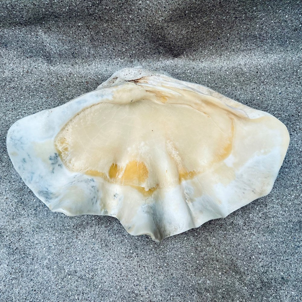 Tridacna gigas - Giant clam half B-Grade (73cm)