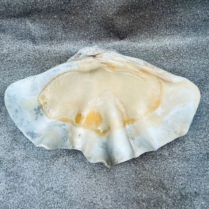 Tridacna gigas - Giant clam half B-Grade (73cm)