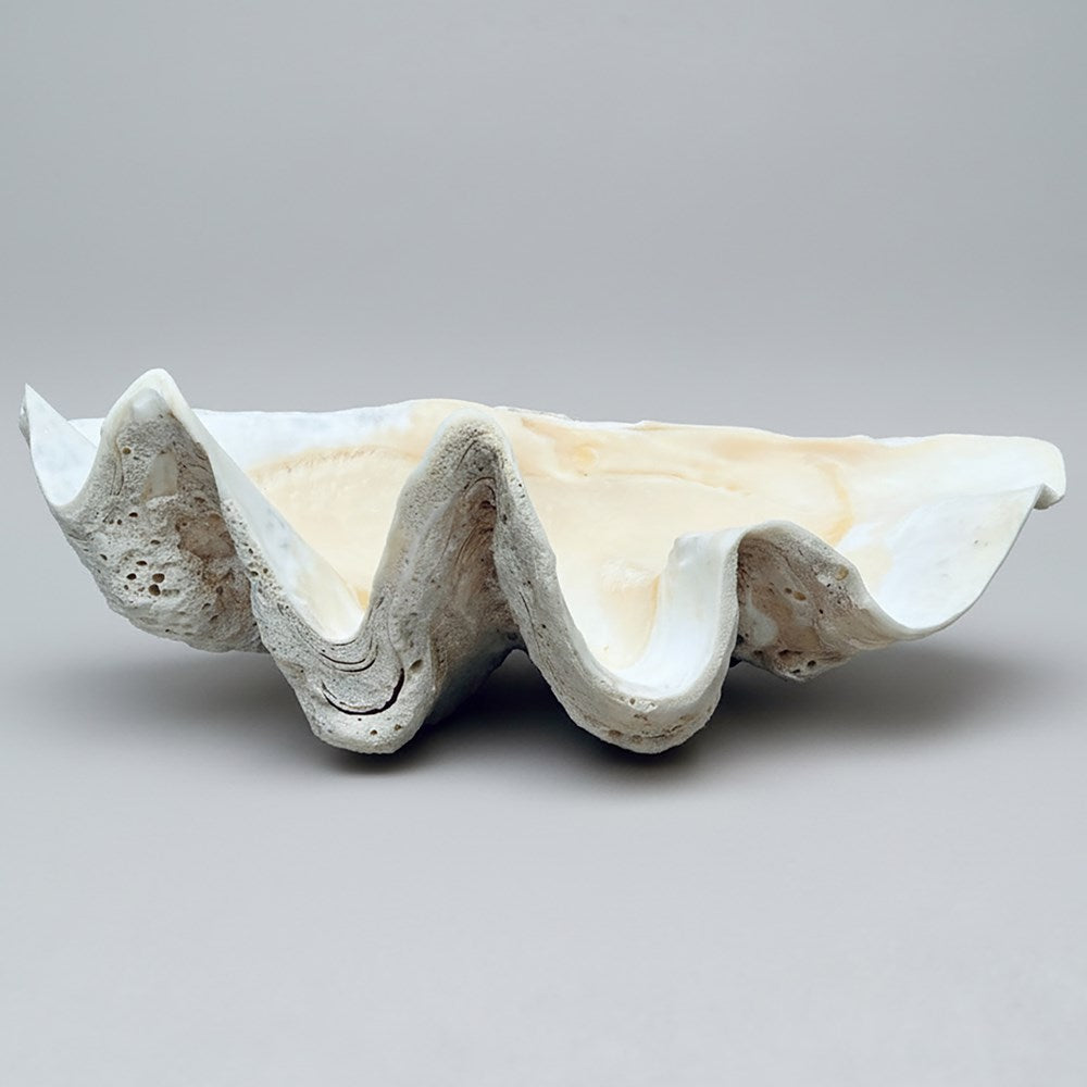 Tridacna gigas - Giant clam half B-Grade (73cm)
