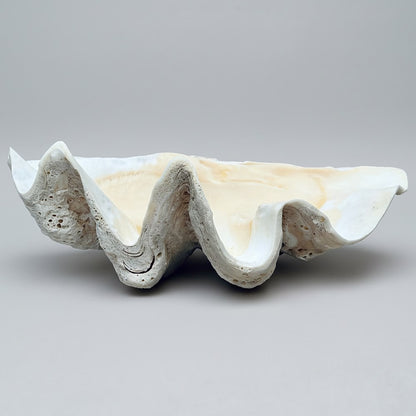 Tridacna gigas - Giant clam half B-Grade (73cm)