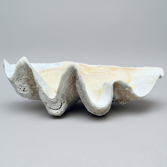 Tridacna gigas - Giant clam half B-Grade (73cm)
