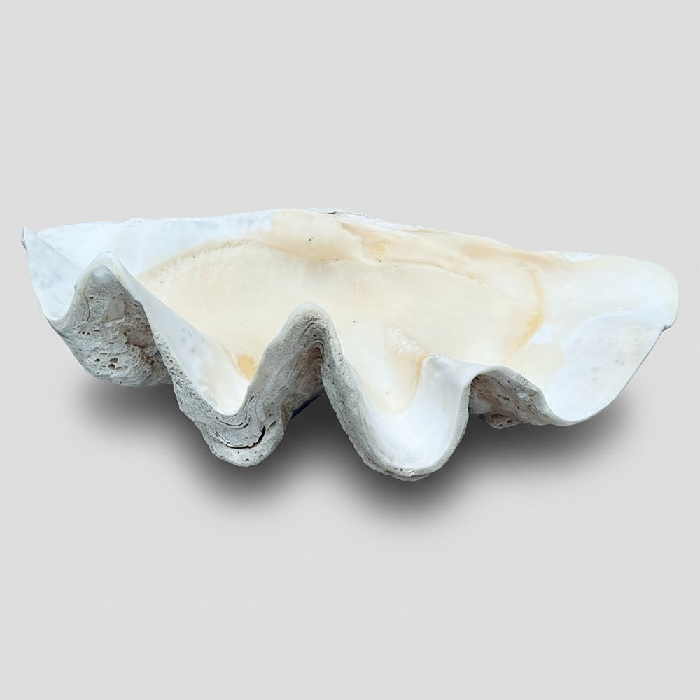 Tridacna gigas - Giant clam half B-Grade (73cm)
