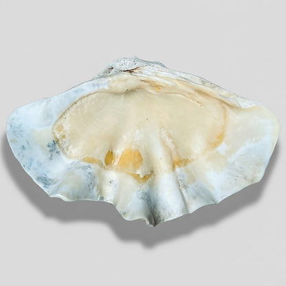 Tridacna gigas - Giant clam half B-Grade (73cm)
