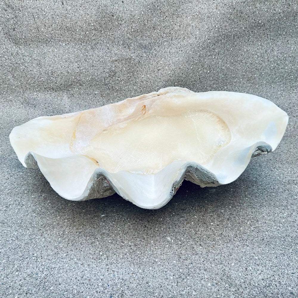 Tridacna gigas - Giant clam half B-Grade (74cm)