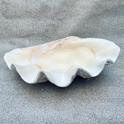 Tridacna gigas - Giant clam half B-Grade (74cm)