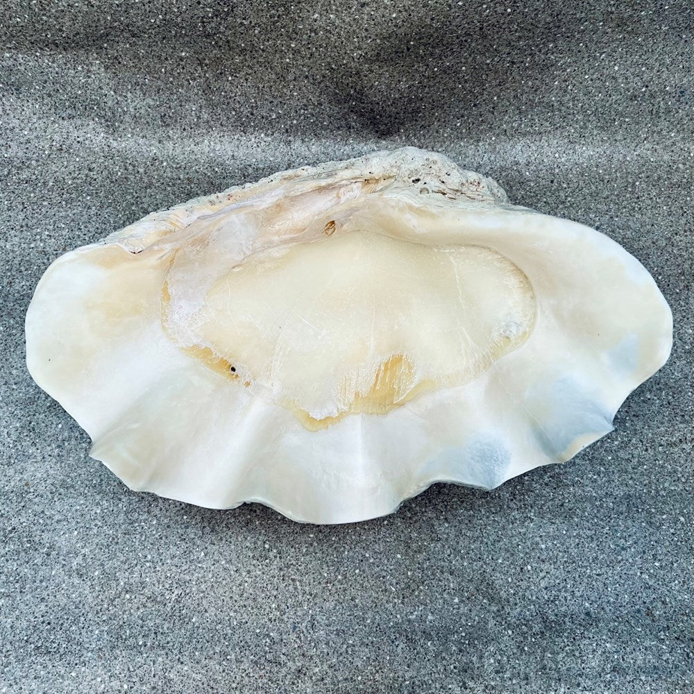 Tridacna gigas - Giant clam half B-Grade (74cm)