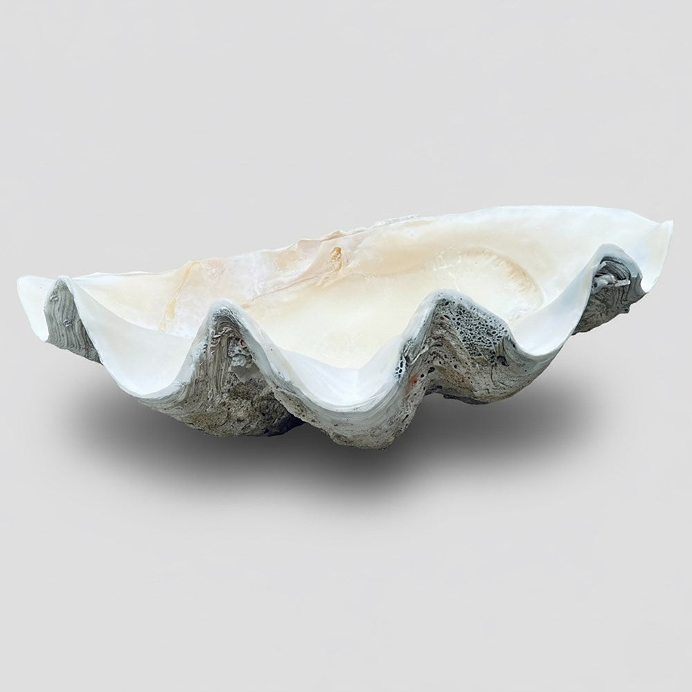 Tridacna gigas - Giant clam half B-Grade (74cm)