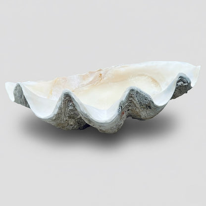 Tridacna gigas - Giant clam half B-Grade (74cm)