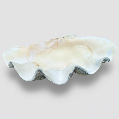 Tridacna gigas - Giant clam half B-Grade (74cm)
