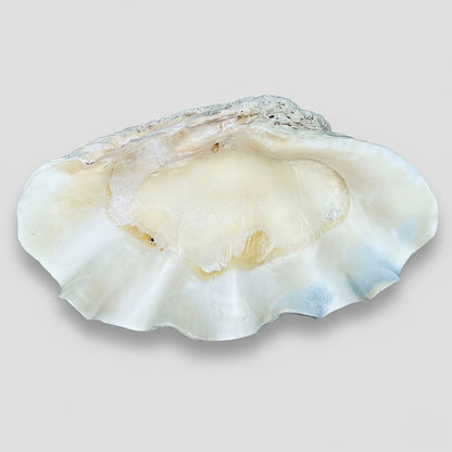 Tridacna gigas - Giant clam half B-Grade (74cm)