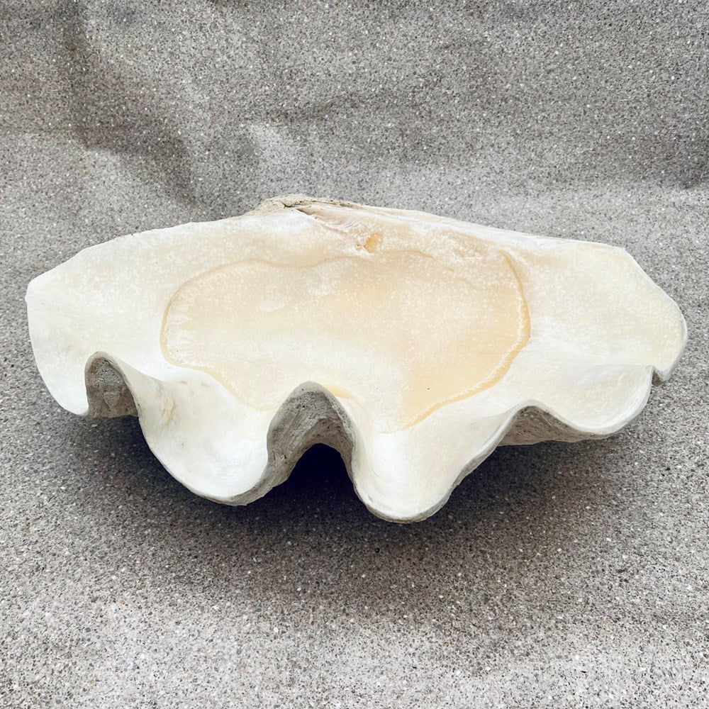 Tridacna gigas - Giant clam half B-Grade (74cm)