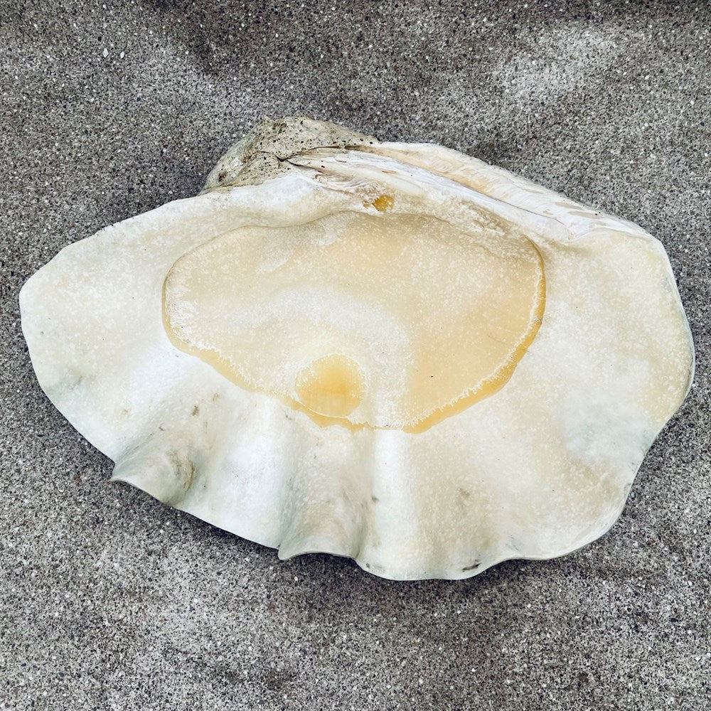 Tridacna gigas - Giant clam half B-Grade (74cm)