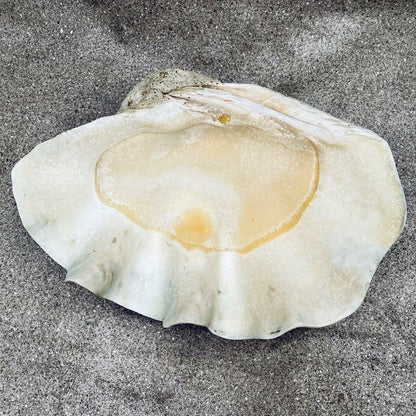 Tridacna gigas - Giant clam half B-Grade (74cm)