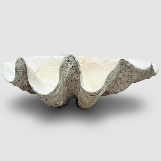 Tridacna gigas - Giant clam half B-Grade (74cm)