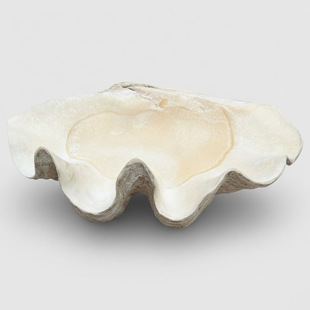 Tridacna gigas - Giant clam half B-Grade (74cm)