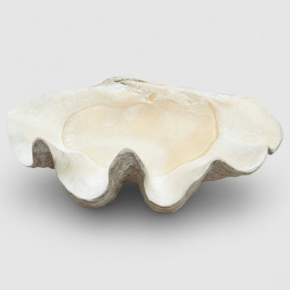 Tridacna gigas - Giant clam half B-Grade (74cm)