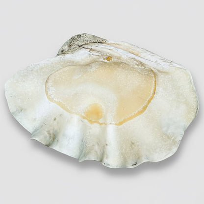Tridacna gigas - Giant clam half B-Grade (74cm)