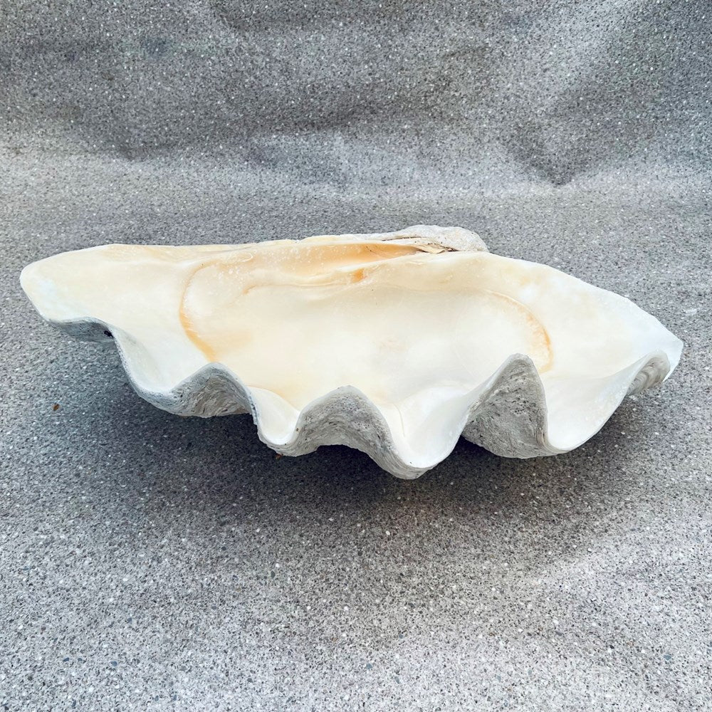 Tridacna gigas - Giant clam half A-Grade (77cm)