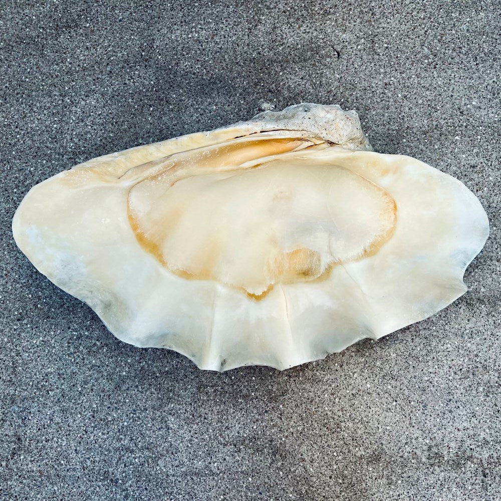 Tridacna gigas - Giant clam half A-Grade (77cm)