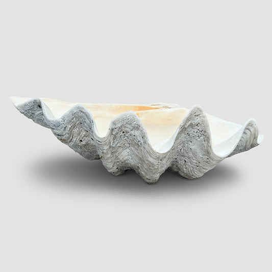 Tridacna gigas - Giant clam half A-Grade (77cm)