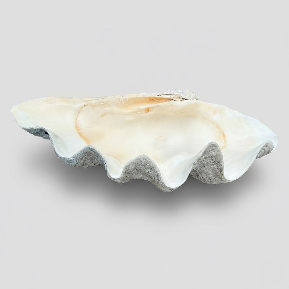 Tridacna gigas - Giant clam half A-Grade (77cm)