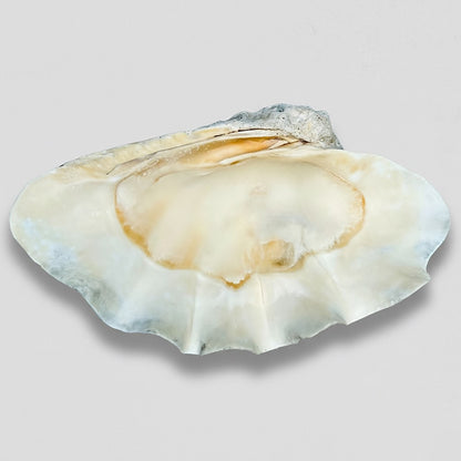 Tridacna gigas - Giant clam half A-Grade (77cm)
