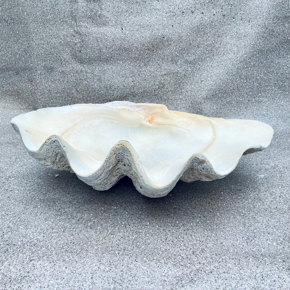 Tridacna gigas - Giant clam half A-Grade (80cm)
