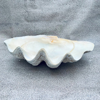 Tridacna gigas - Giant clam half A-Grade (80cm)