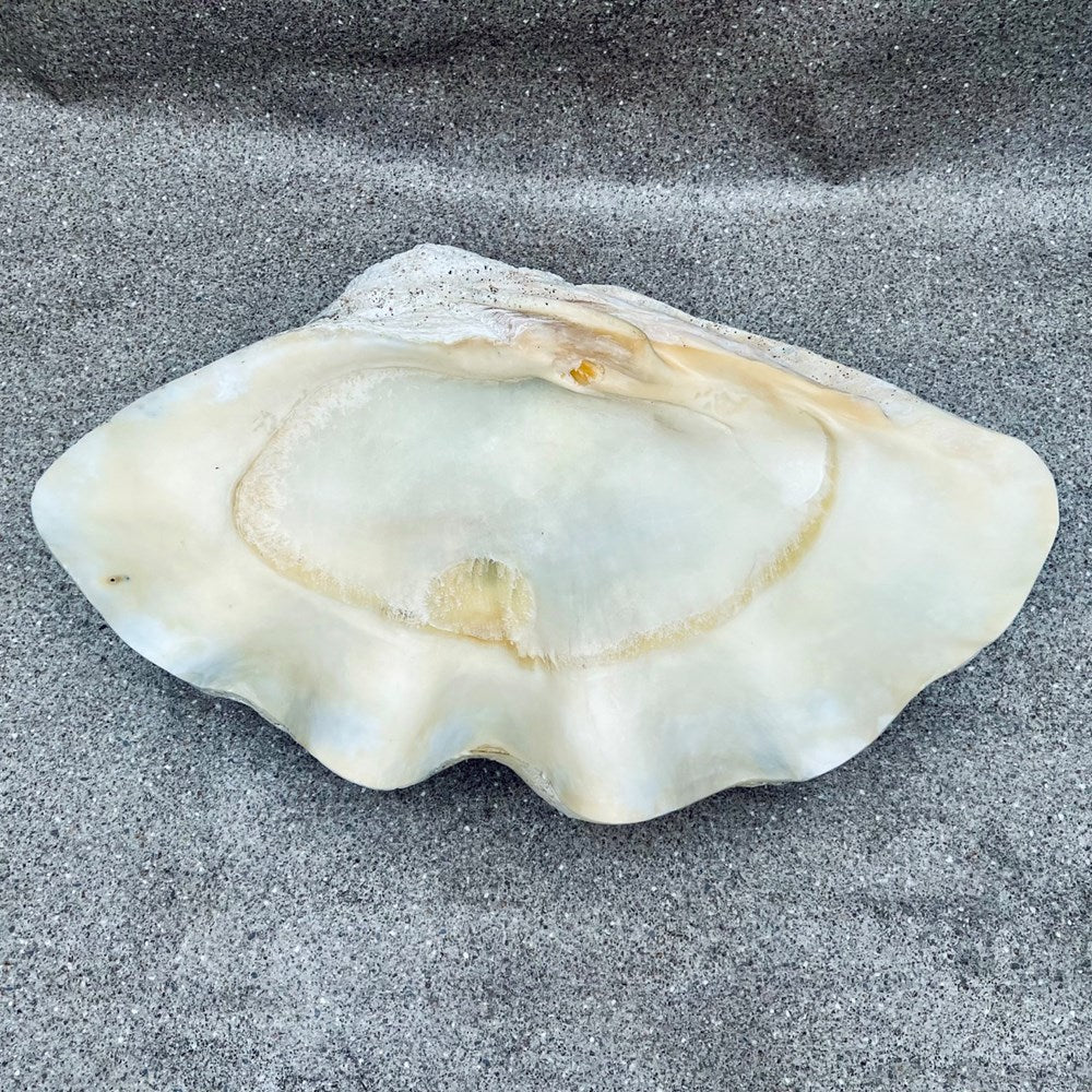 Tridacna gigas - Giant clam half A-Grade (80cm)