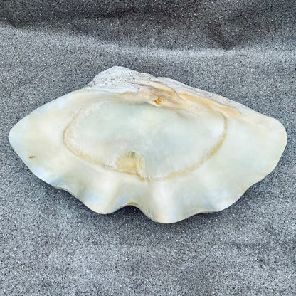 Tridacna gigas - Giant clam half A-Grade (80cm)