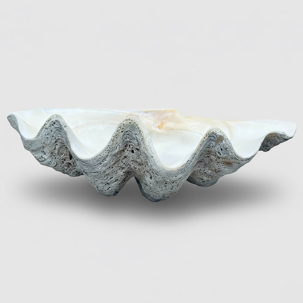 Tridacna gigas - Giant clam half A-Grade (80cm)