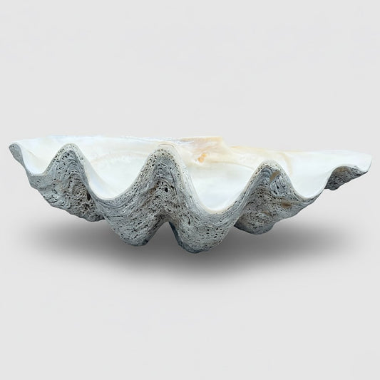 Tridacna gigas - Giant clam half A-Grade (80cm)