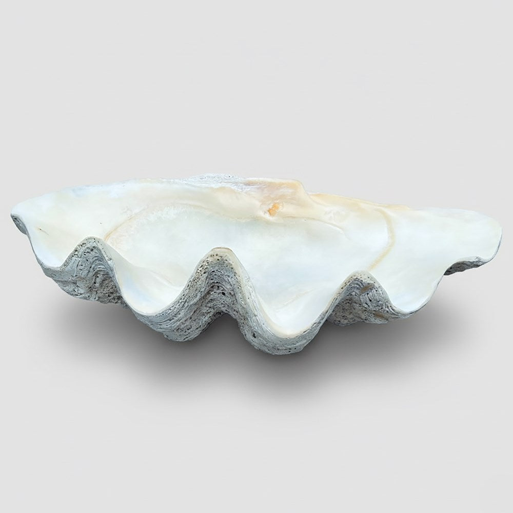 Tridacna gigas - Giant clam half A-Grade (80cm)