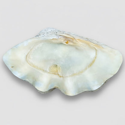 Tridacna gigas - Giant clam half A-Grade (80cm)