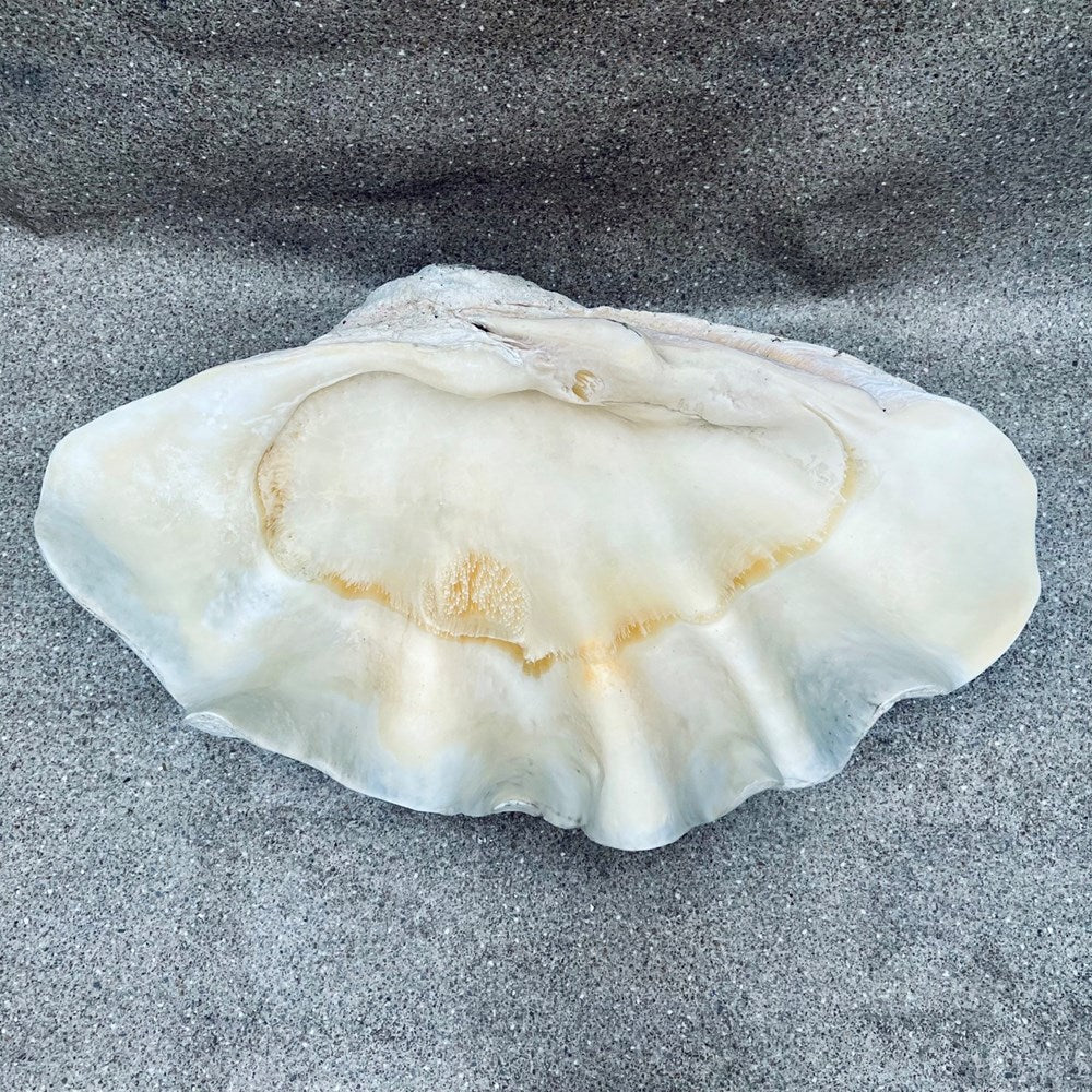 Tridacna gigas - Giant clam half A-Grade (84cm)