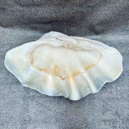 Tridacna gigas - Giant clam half A-Grade (84cm)