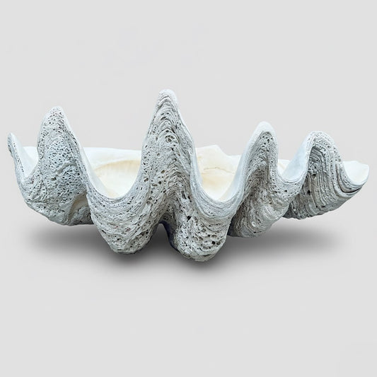 Tridacna gigas - Giant clam half A-Grade (84cm)