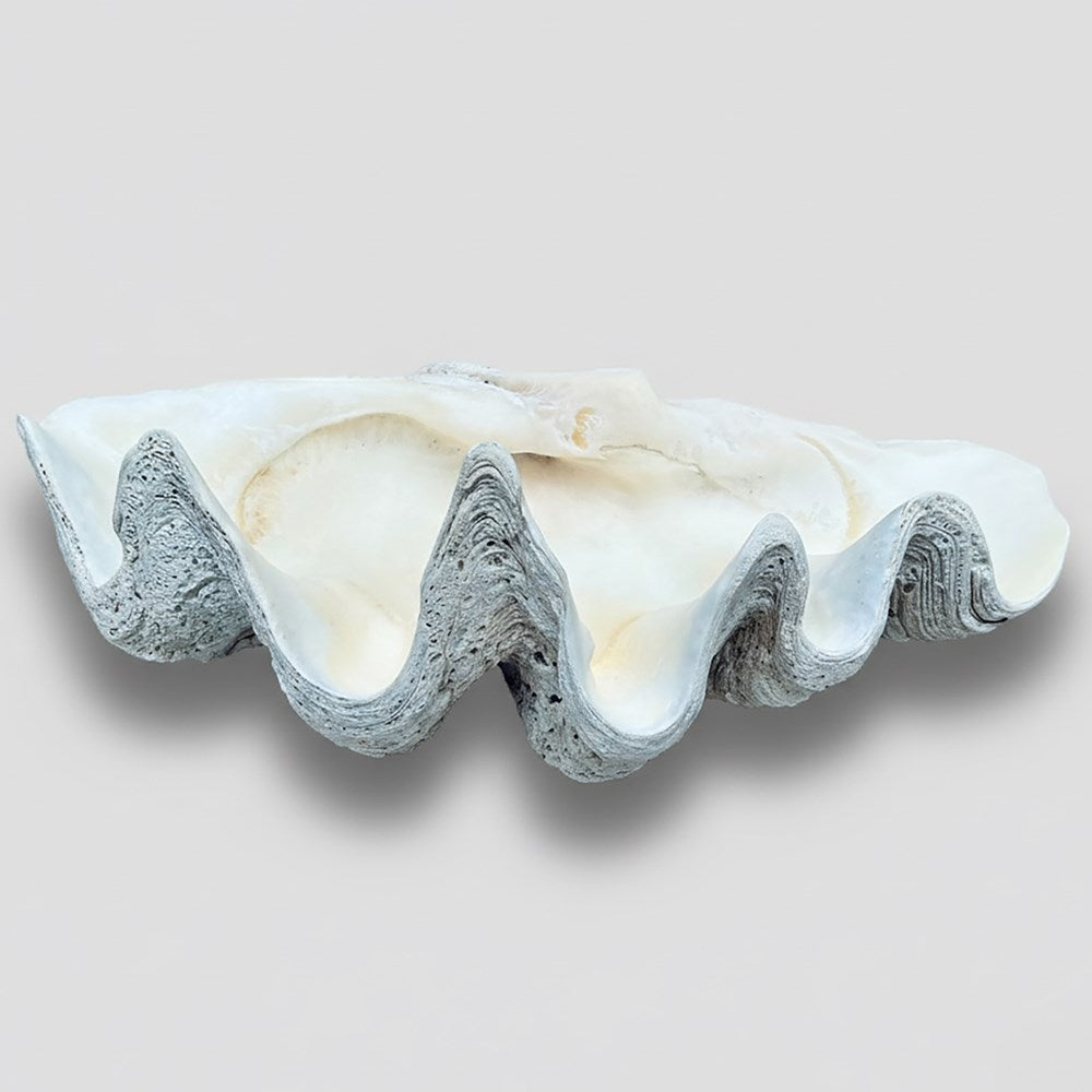 Tridacna gigas - Giant clam half A-Grade (84cm)