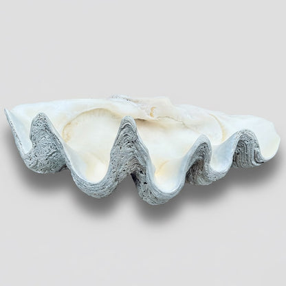 Tridacna gigas - Giant clam half A-Grade (84cm)