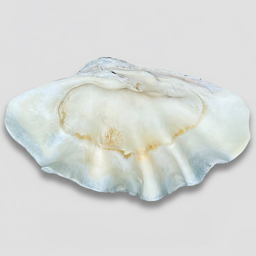 Tridacna gigas - Giant clam half A-Grade (84cm)