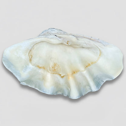 Tridacna gigas - Giant clam half A-Grade (84cm)