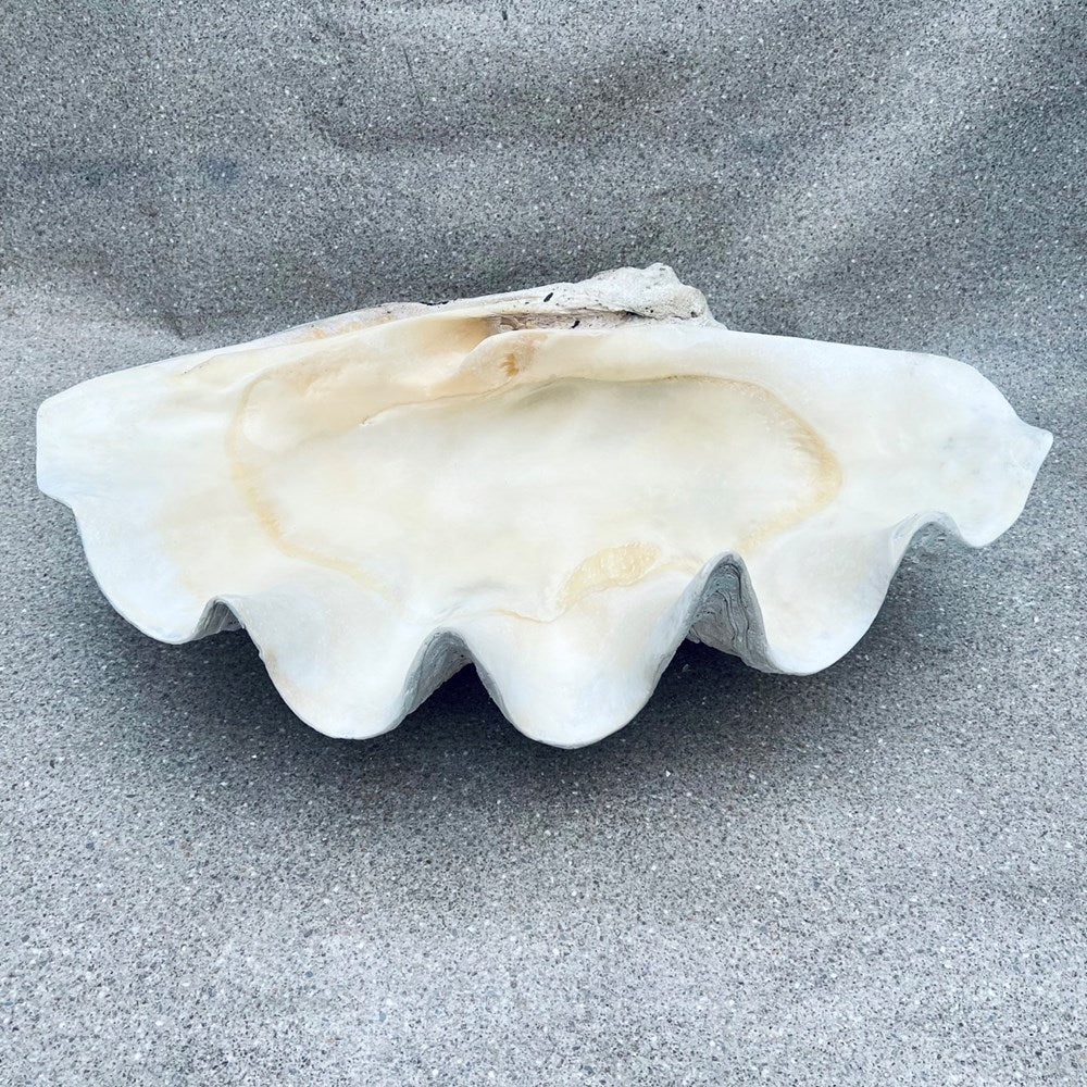 Tridacna gigas - Giant clam half B-Grade (89cm)
