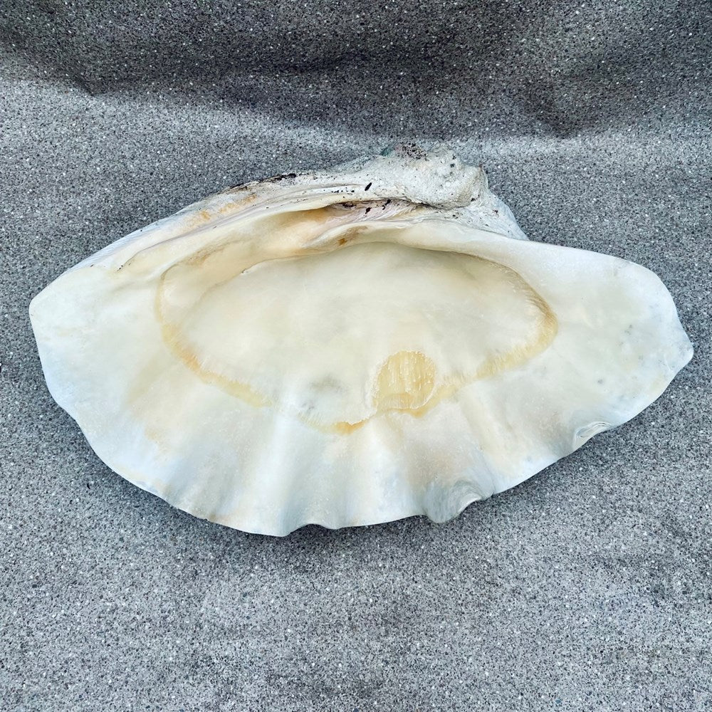 Tridacna gigas - Giant clam half B-Grade (89cm)