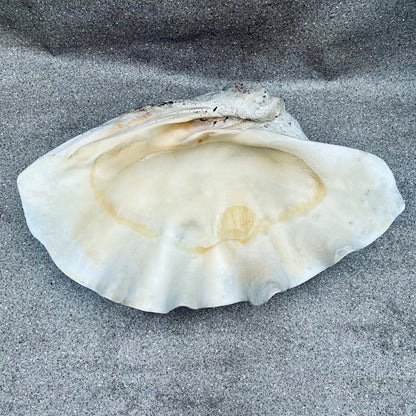 Tridacna gigas - Giant clam half B-Grade (89cm)