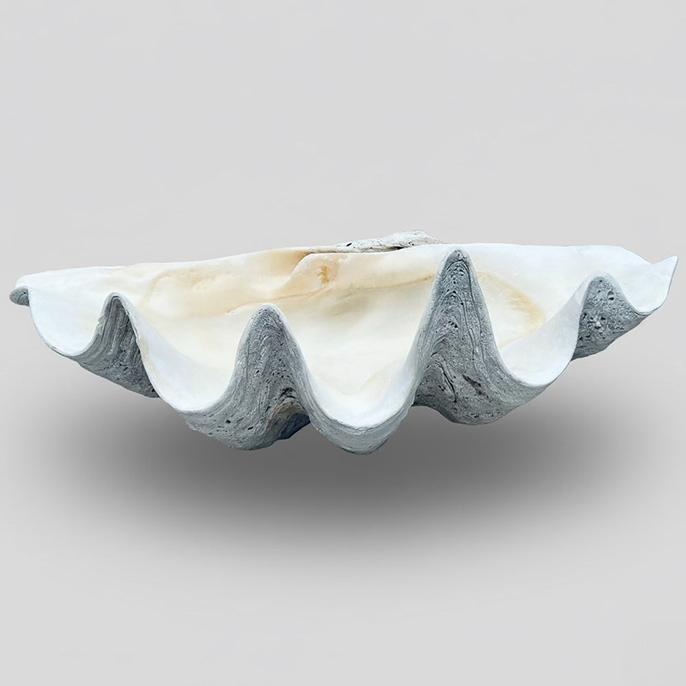 Tridacna gigas - Giant clam half B-Grade (89cm)