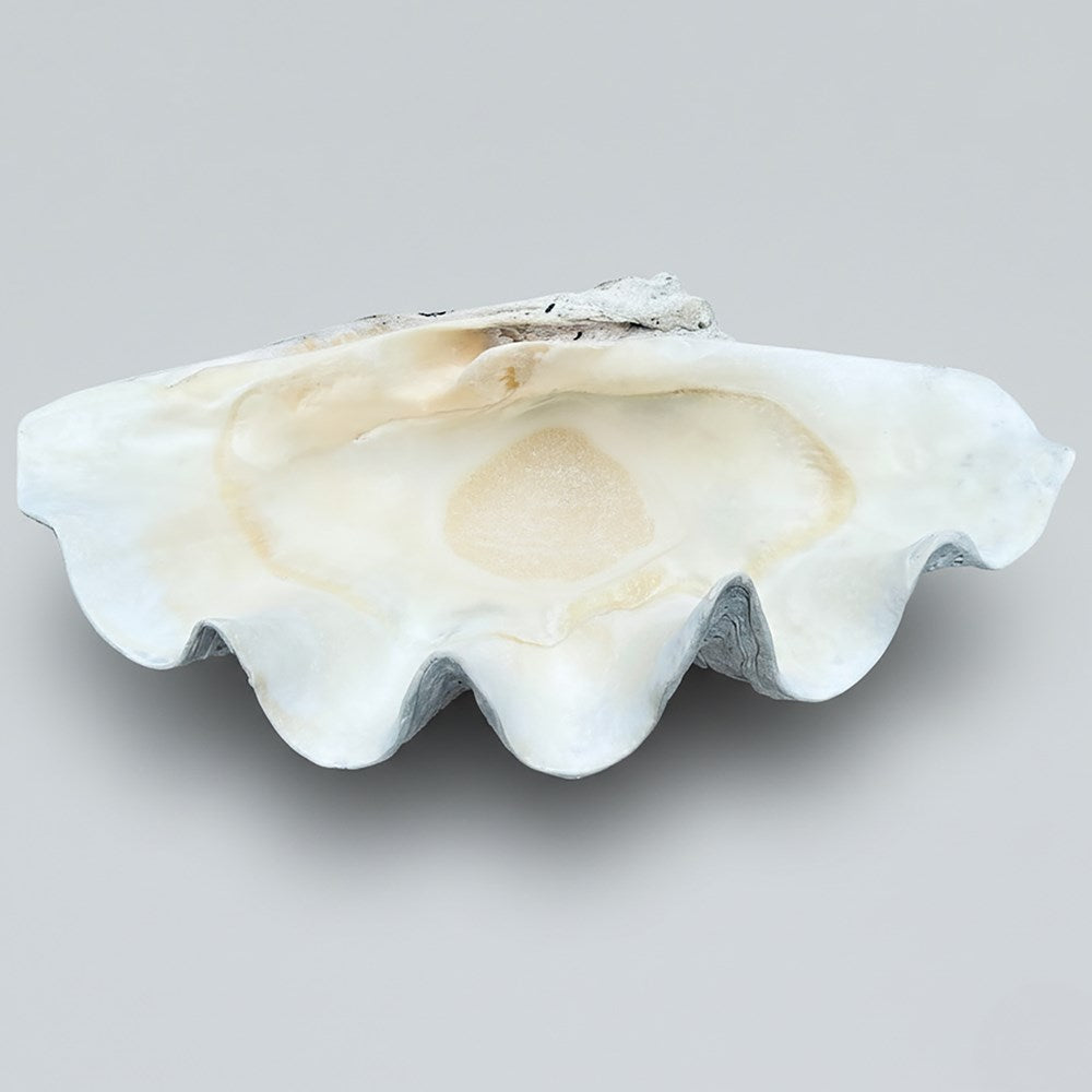 Tridacna gigas - Giant clam half B-Grade (89cm)