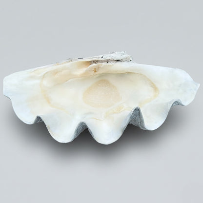 Tridacna gigas - Giant clam half B-Grade (89cm)